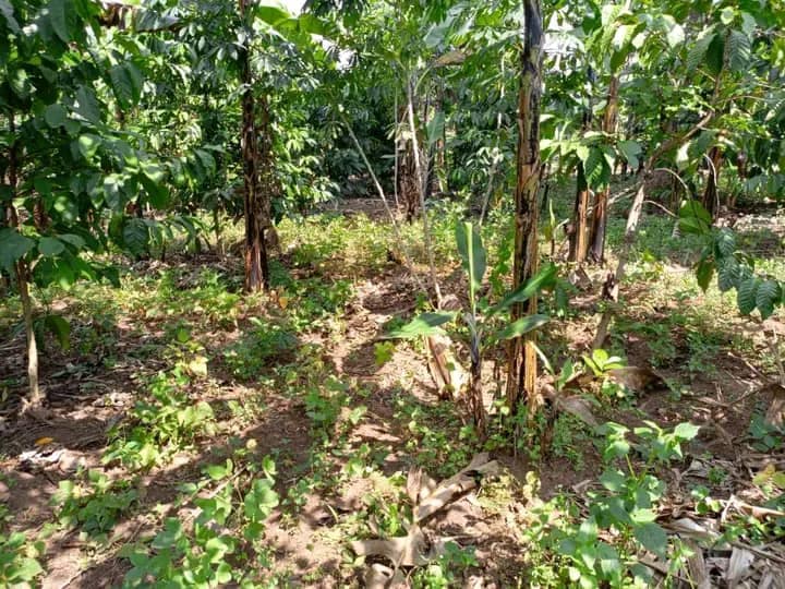 45 acres for sale  at Zigoti Mityana Road